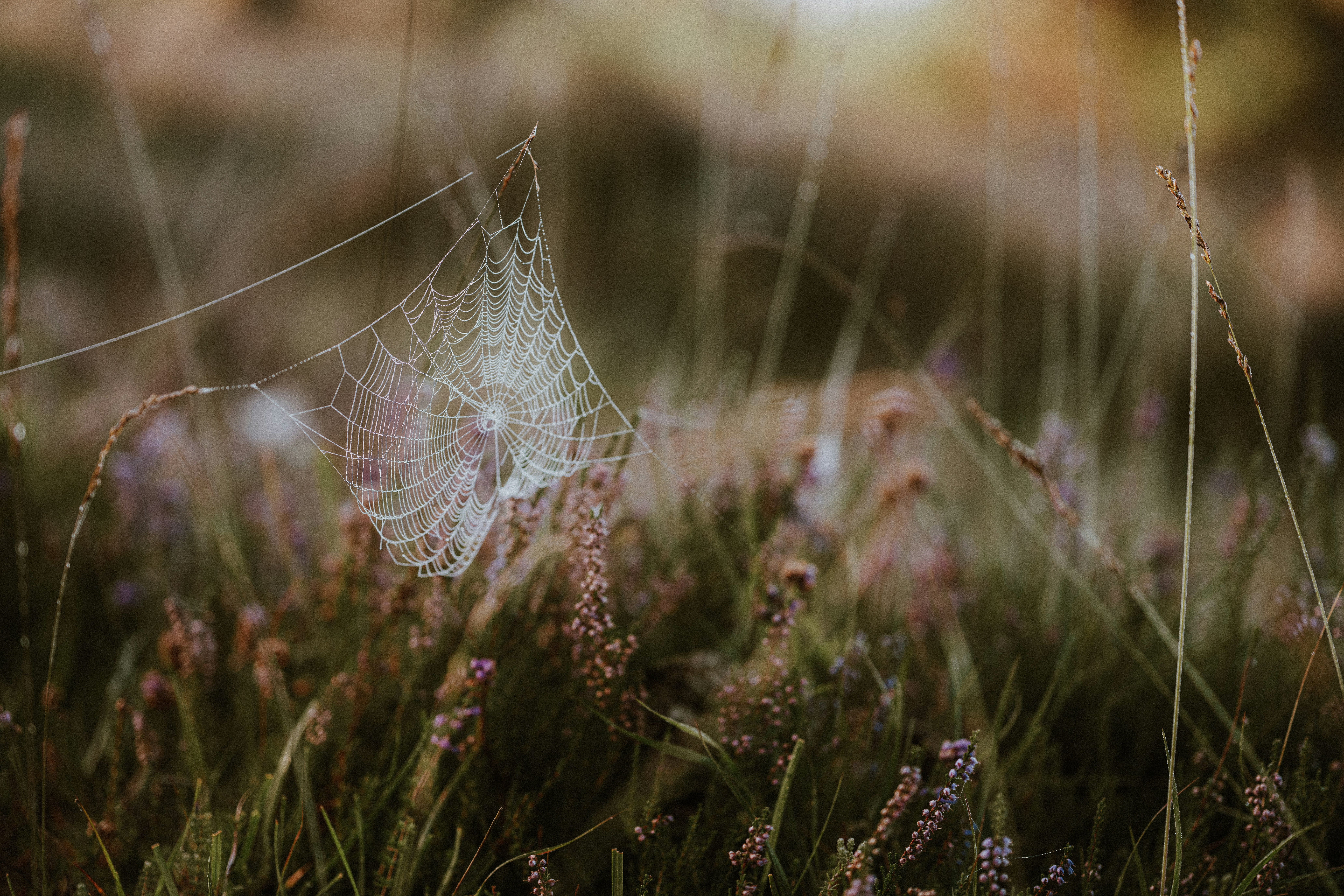 Photo by anniespratt