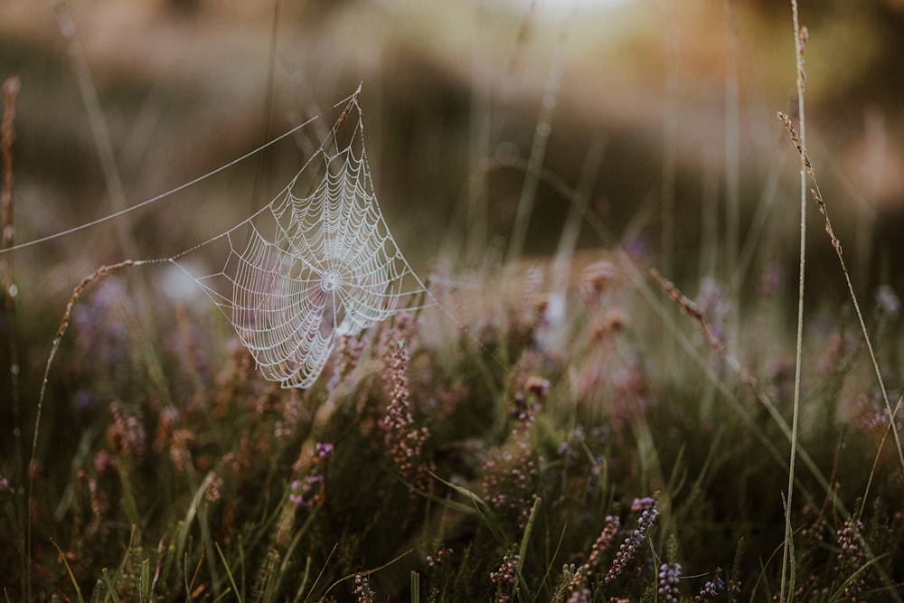 a spider web in the middle of a field of grass