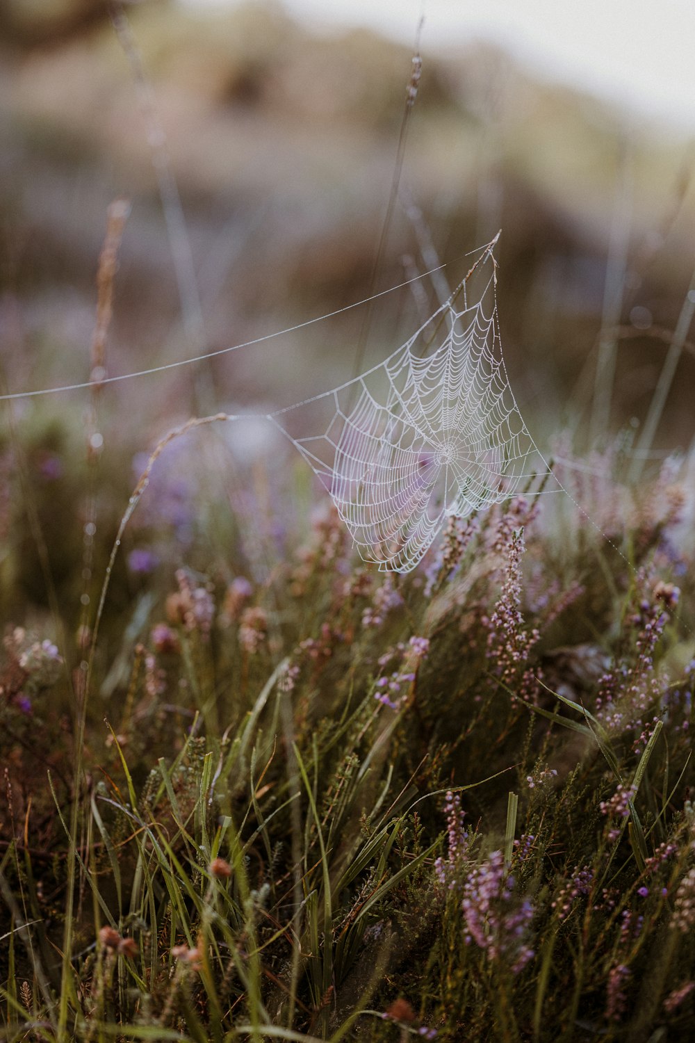 a spider web in the middle of a field of flowers