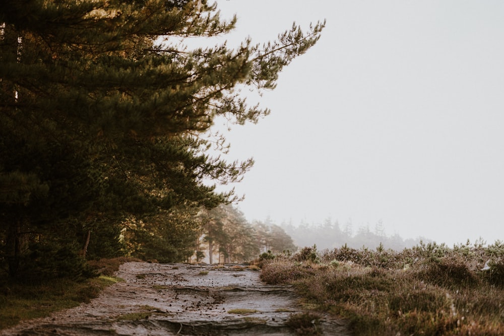 a dirt road surrounded by trees on a foggy day