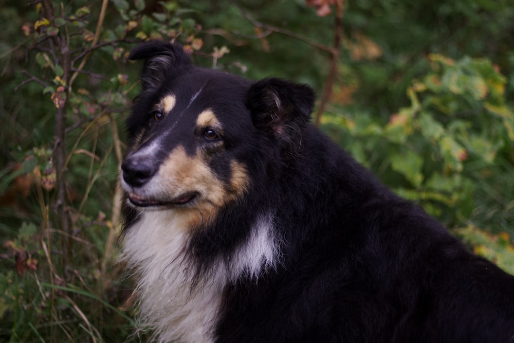 a black and white dog sitting in the grass