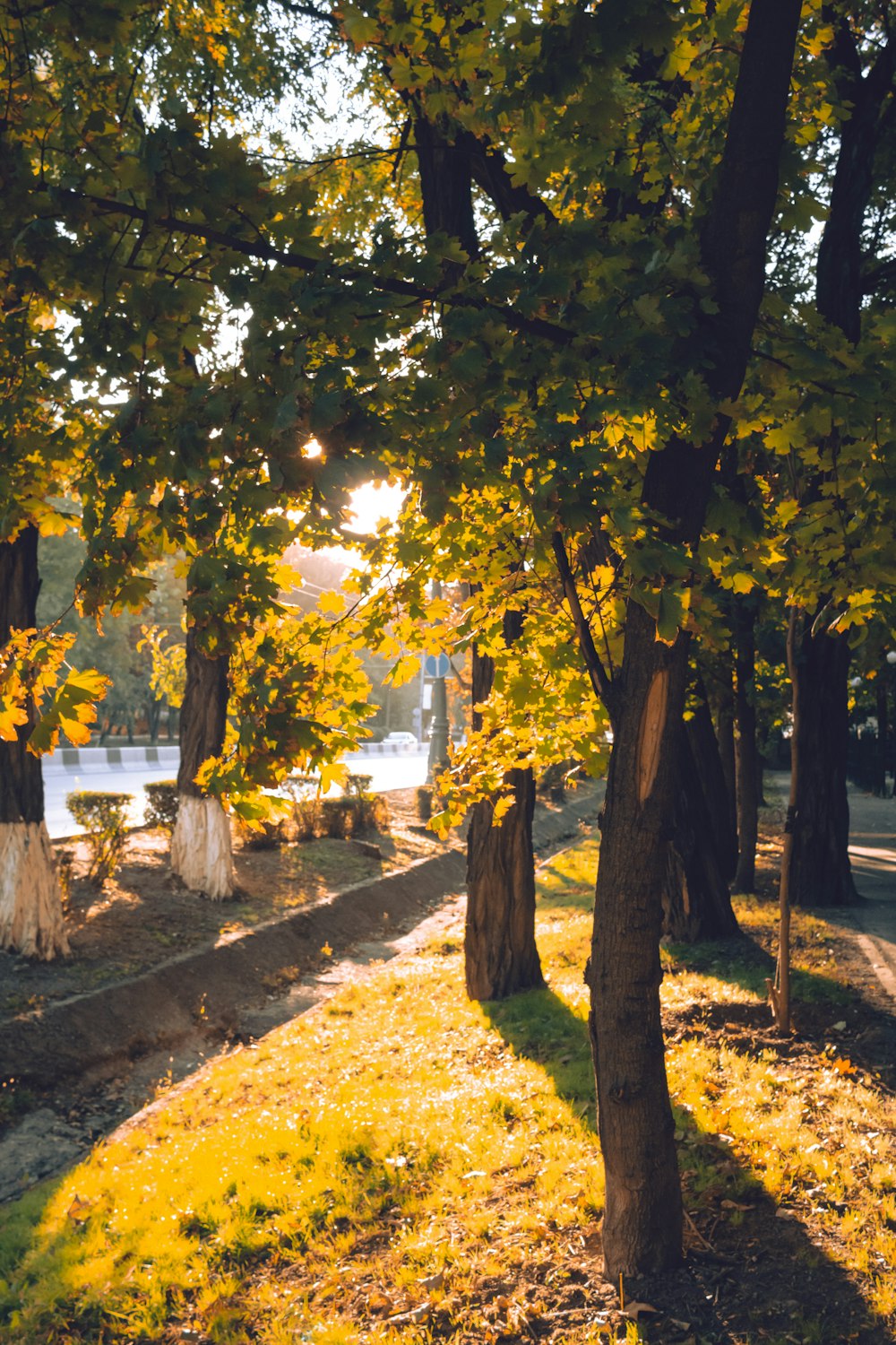 the sun shines through the trees in the park