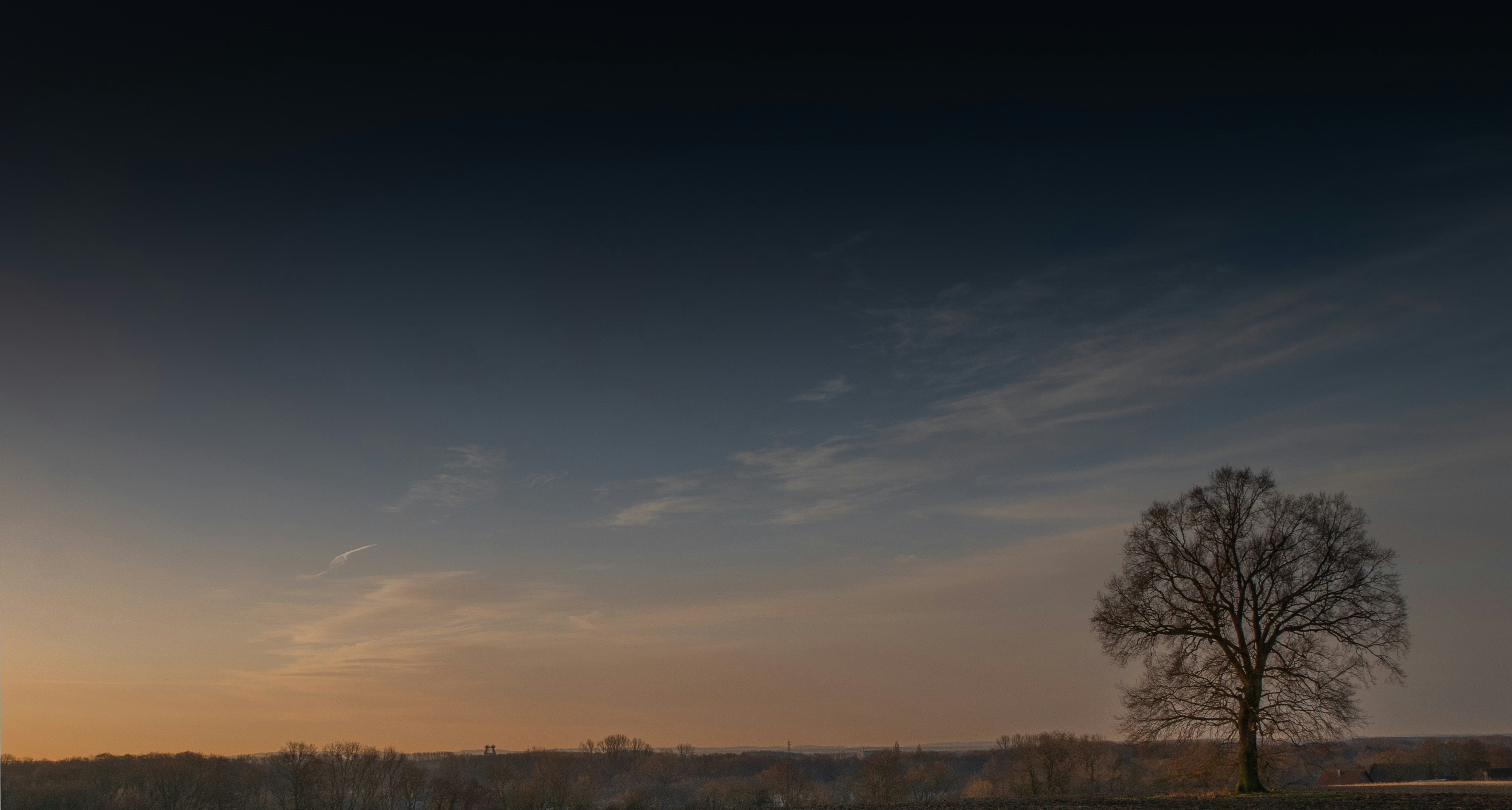 a lone tree in a field at sunset