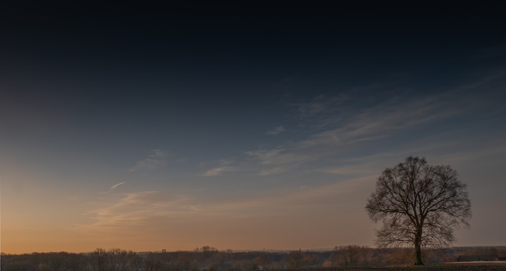 Ein einsamer Baum auf einem Feld bei Sonnenuntergang