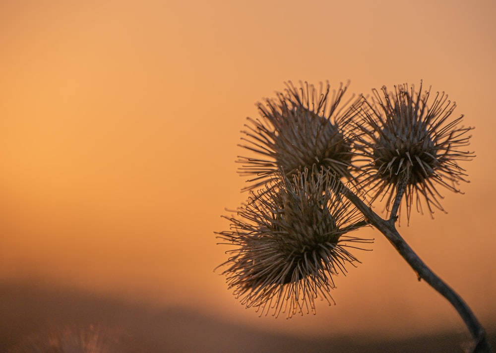 a close up of a plant with a sky in the background