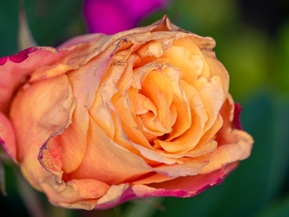 a close up of a pink and orange rose