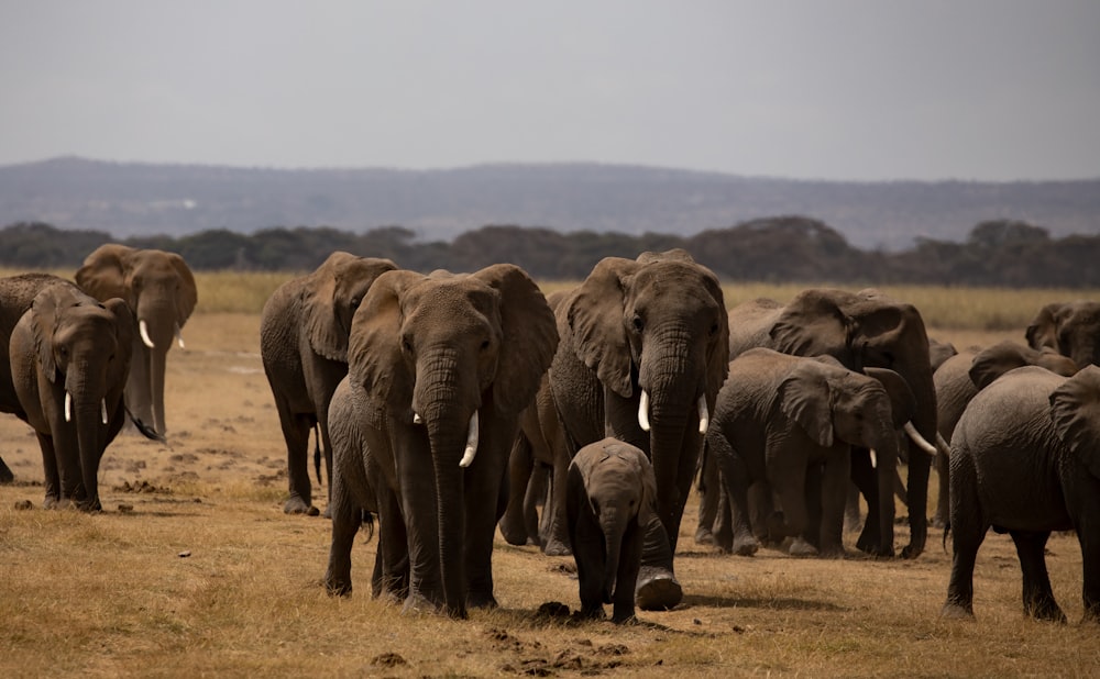 乾いた草原を歩く象の群れ