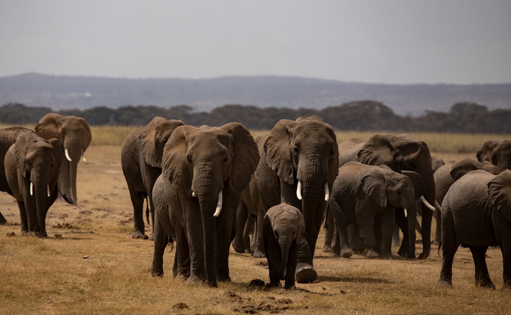 a herd of elephants walking across a dry grass field