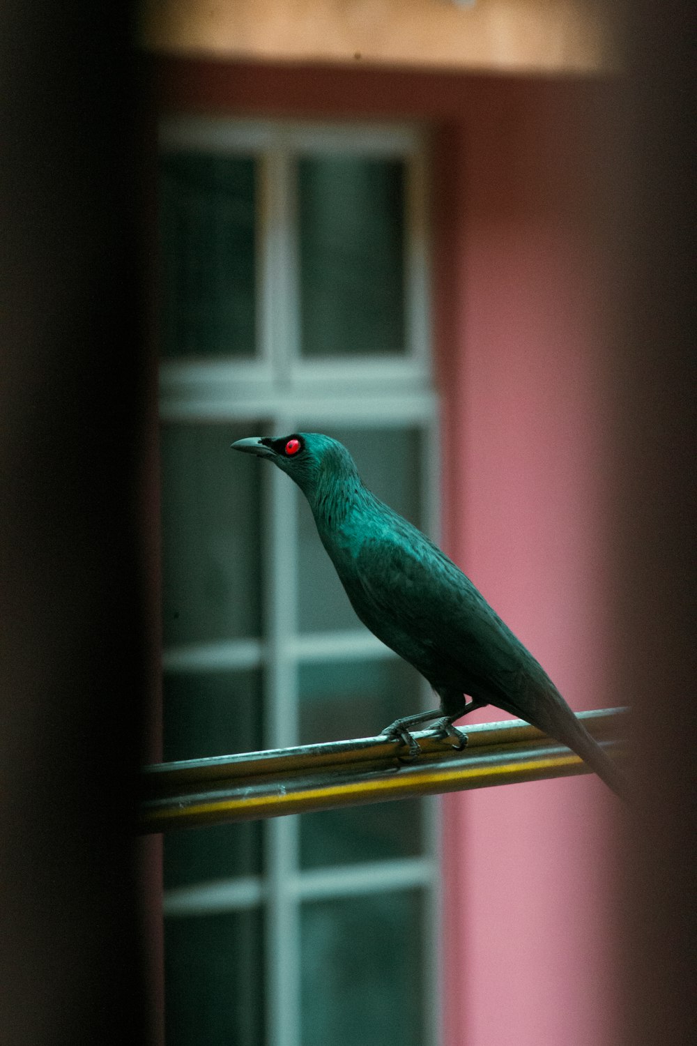 a green bird sitting on top of a window sill