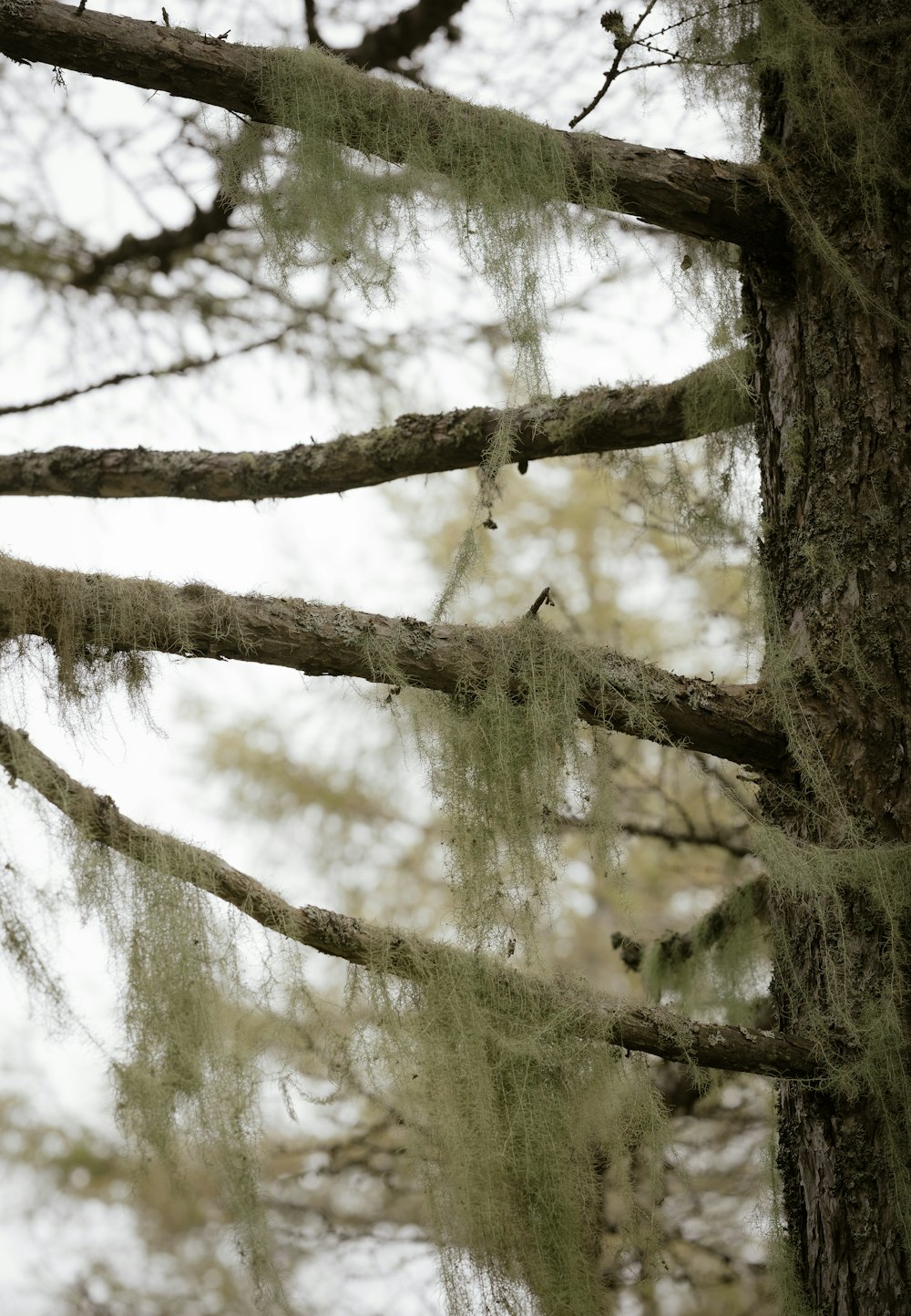 a tree with moss hanging from it's branches