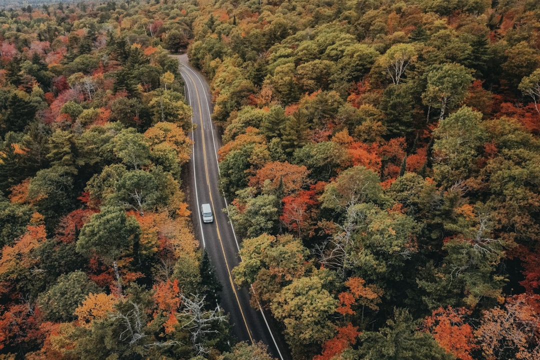 an aerial view of a road surrounded by trees, Cruising