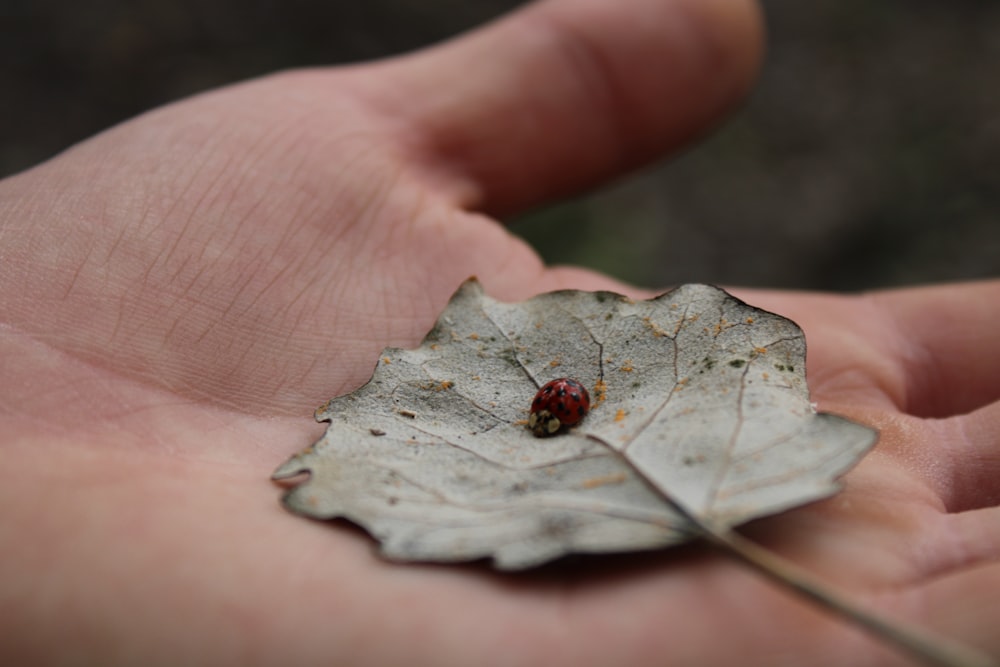 a person holding a leaf with a ladybug on it