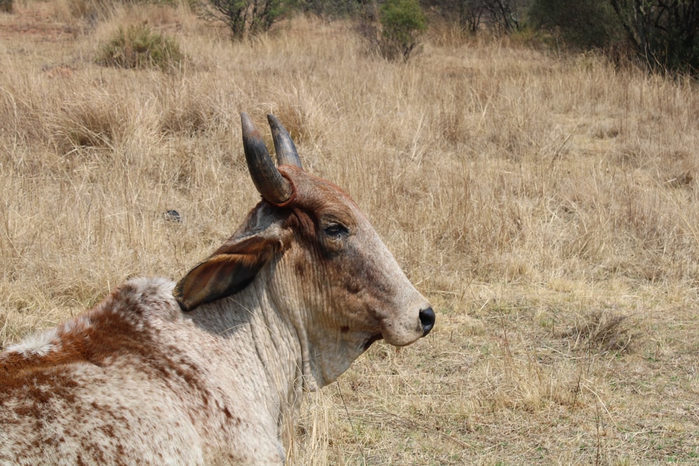 a brown and white cow standing in a dry grass field