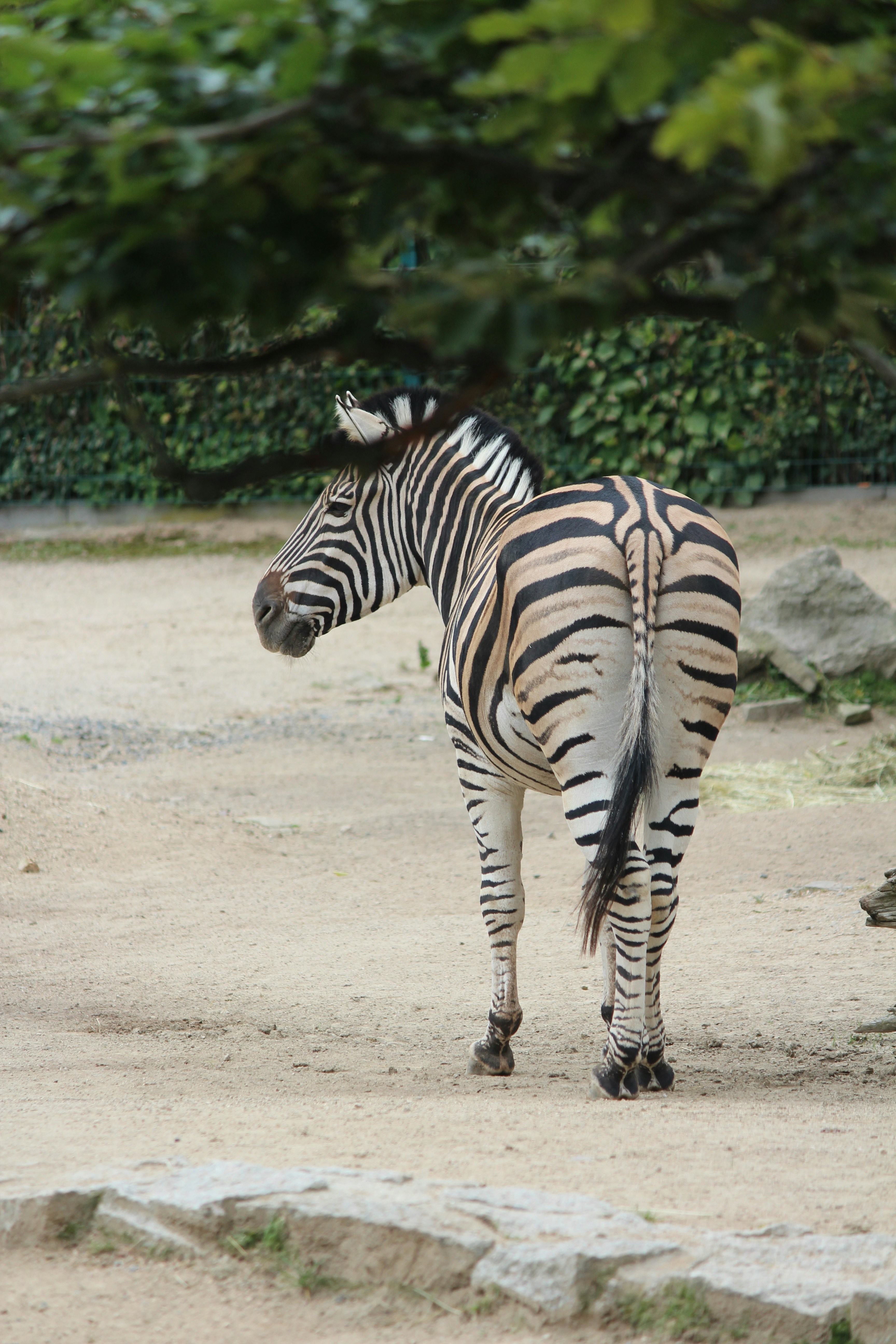 Unsplashで見つけるシマウマの無料写真