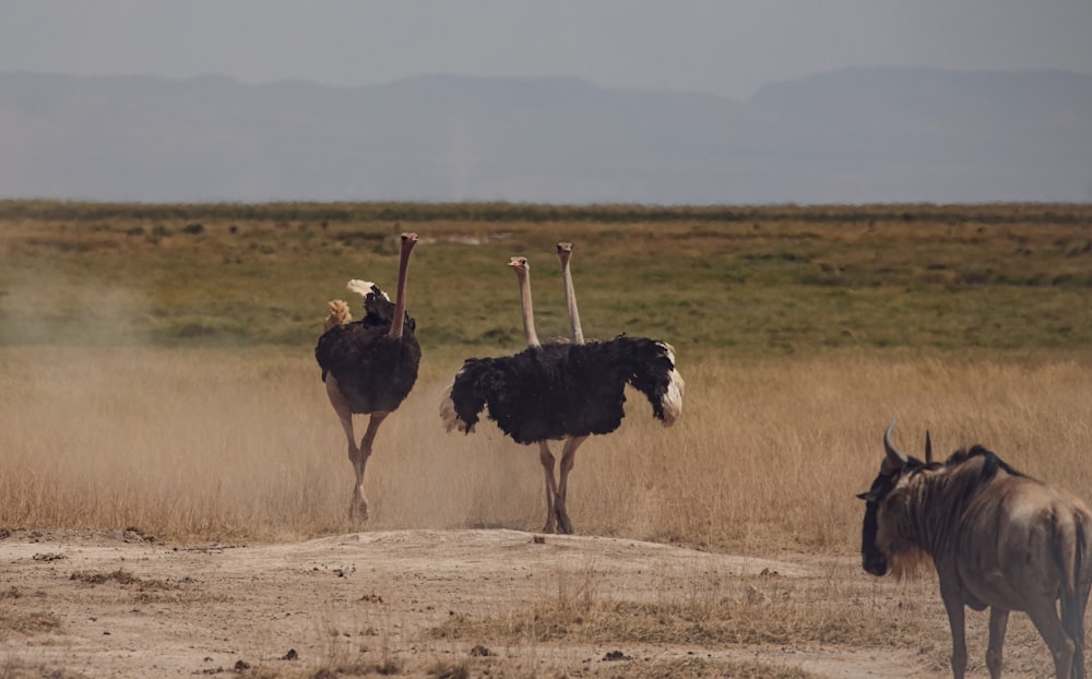 two ostriches and a wildebeest running in a field