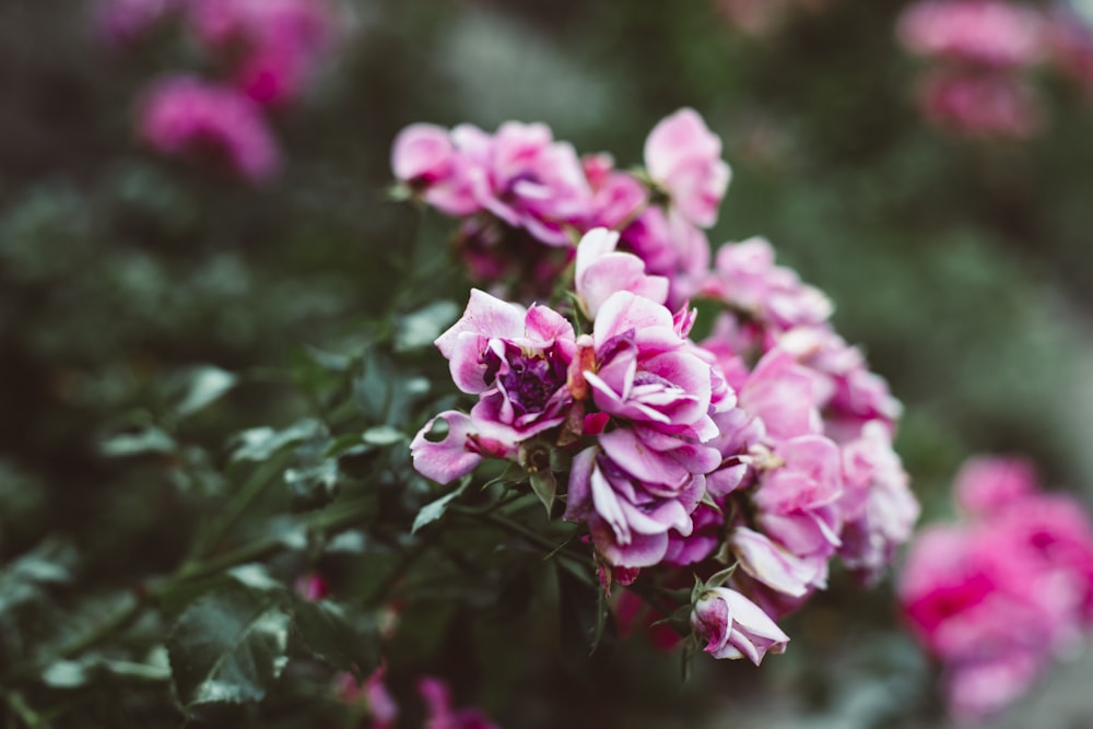 Ein Strauß rosa Blumen in einem Garten