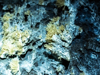 a close up of a rock with moss growing on it