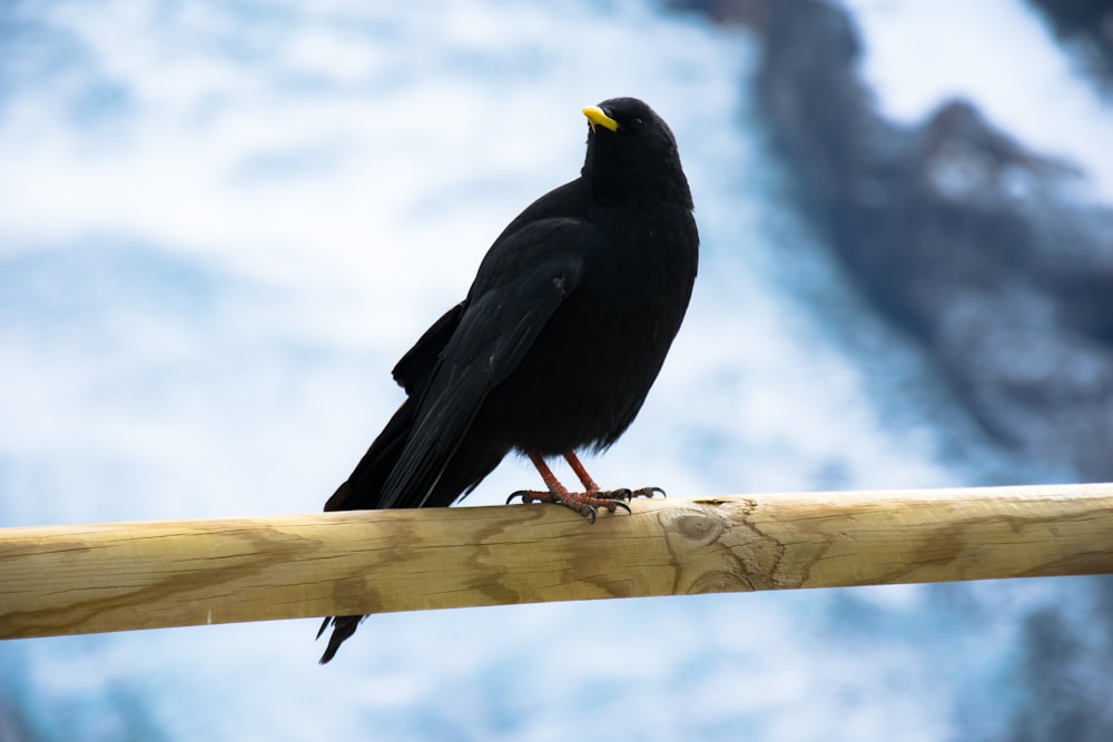 a black bird sitting on top of a wooden pole