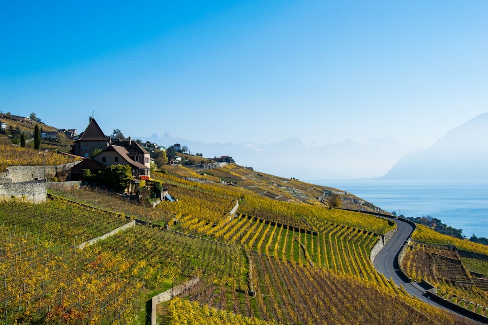 a scenic view of a vineyard with a house on the hill