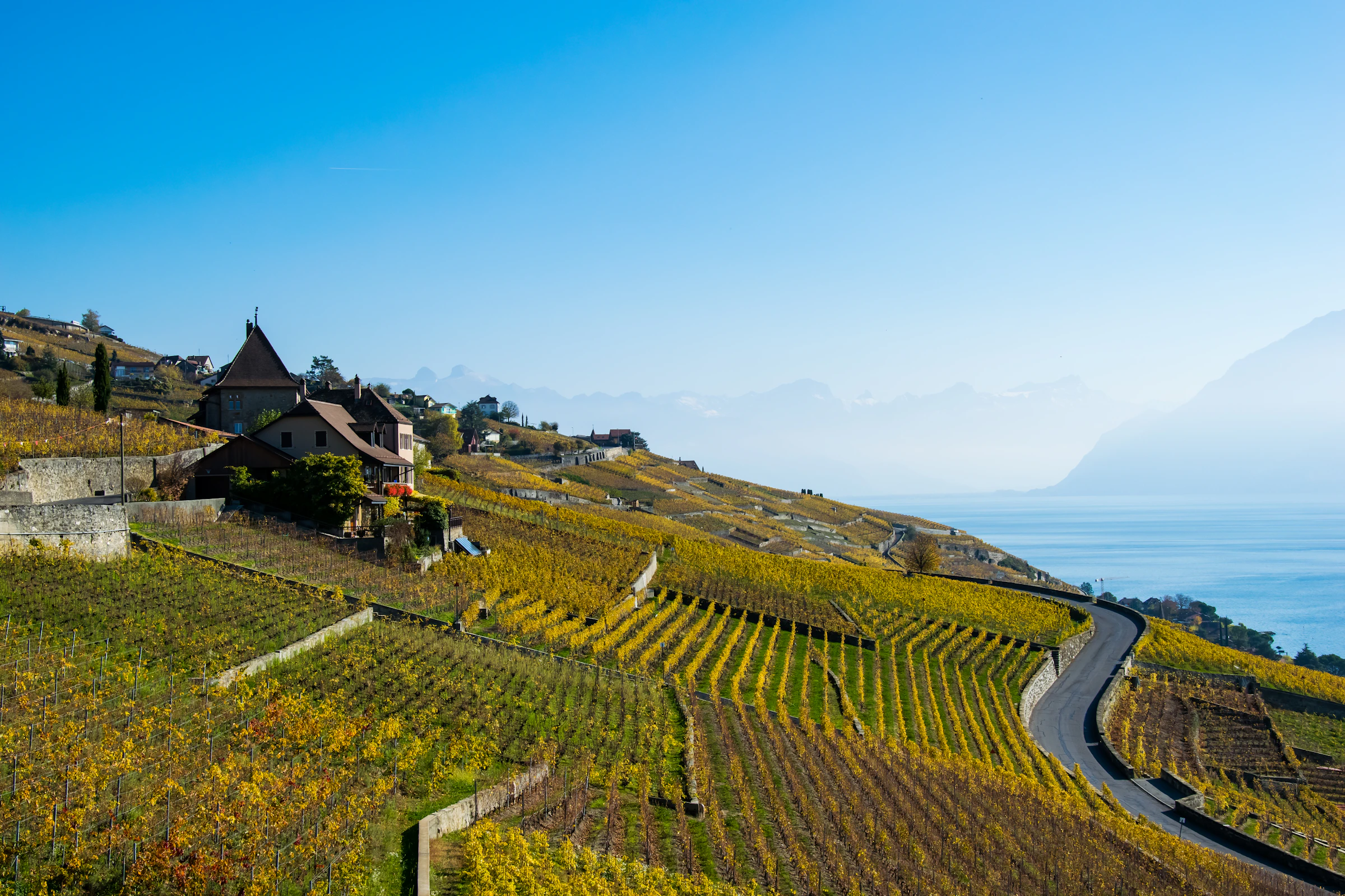 Terrasses viticoles de Lavaux surplombant le Léman, avec les Alpes en arrière-plan