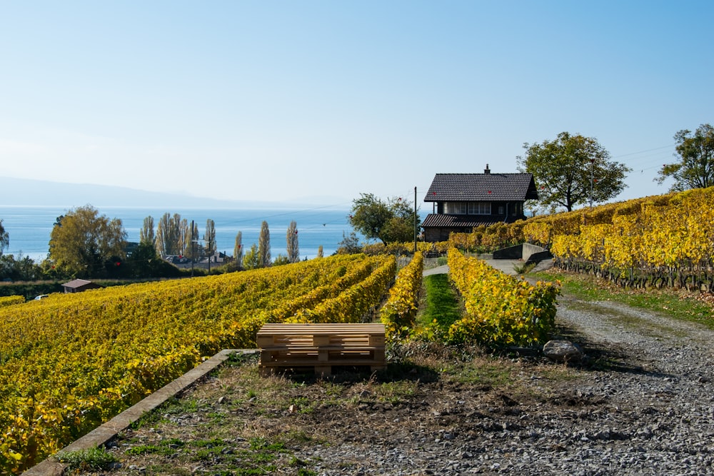 a wooden bench sitting in the middle of a field