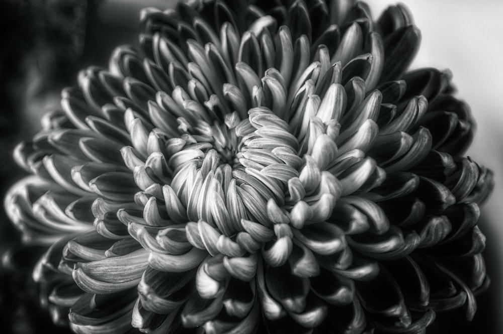 Una foto in bianco e nero di un grande fiore