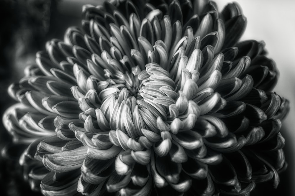 a black and white photo of a large flower