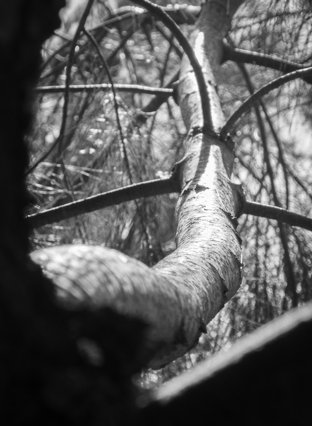 Una foto en blanco y negro de la rama de un árbol