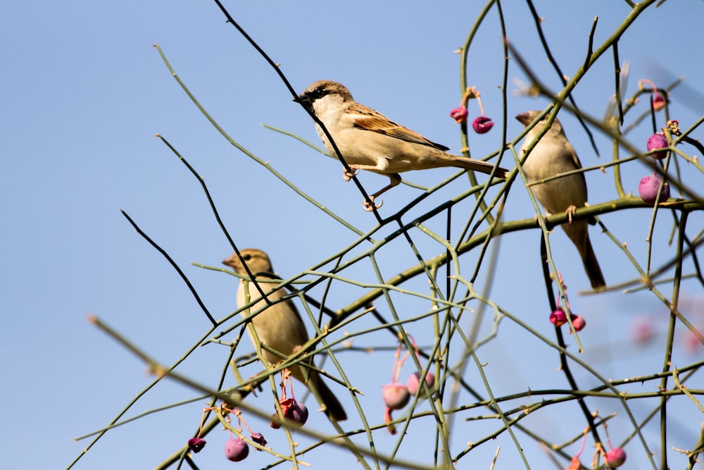 a couple of birds sitting on top of a tree