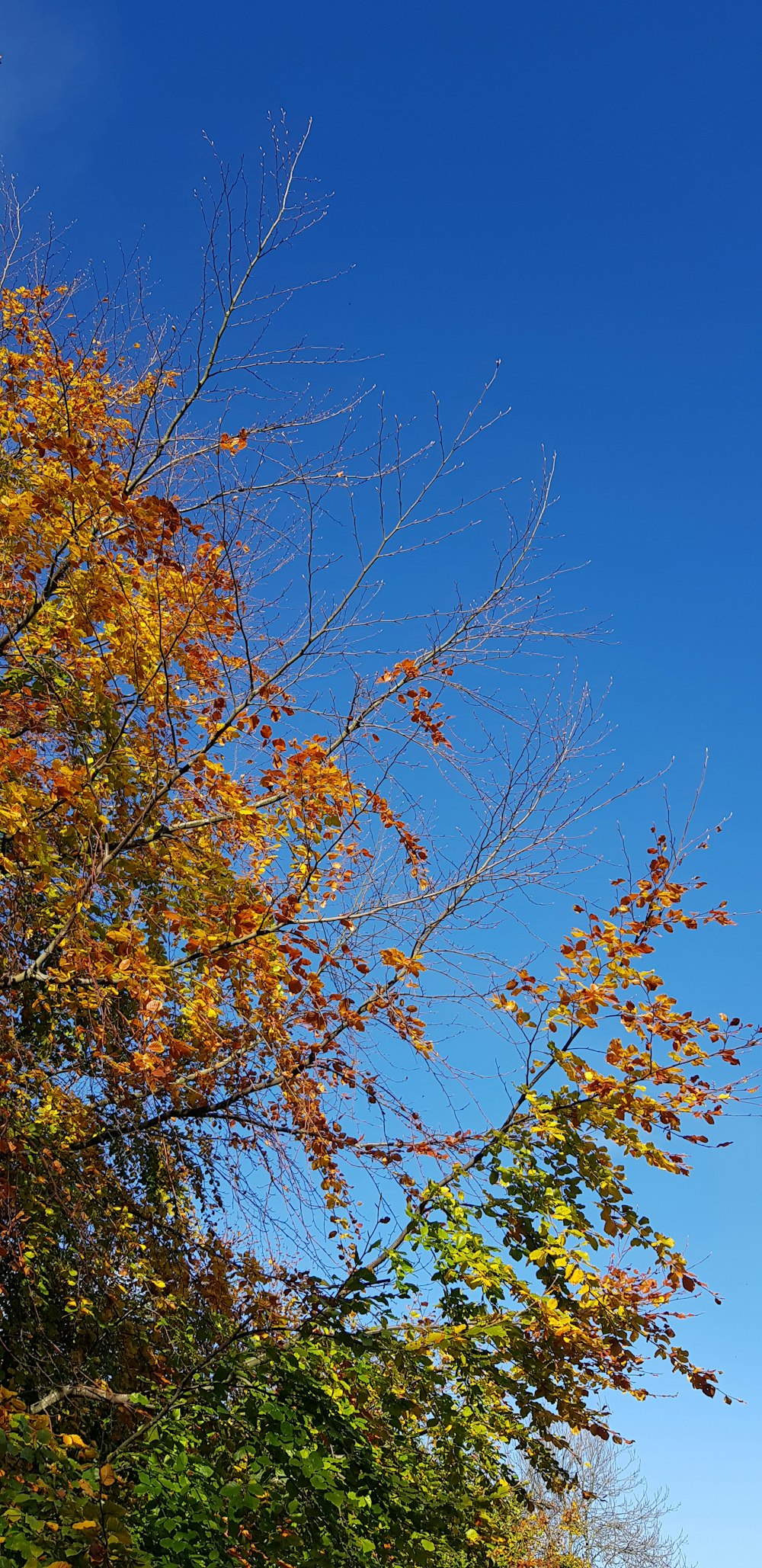 a stop sign in front of a tree with yellow leaves