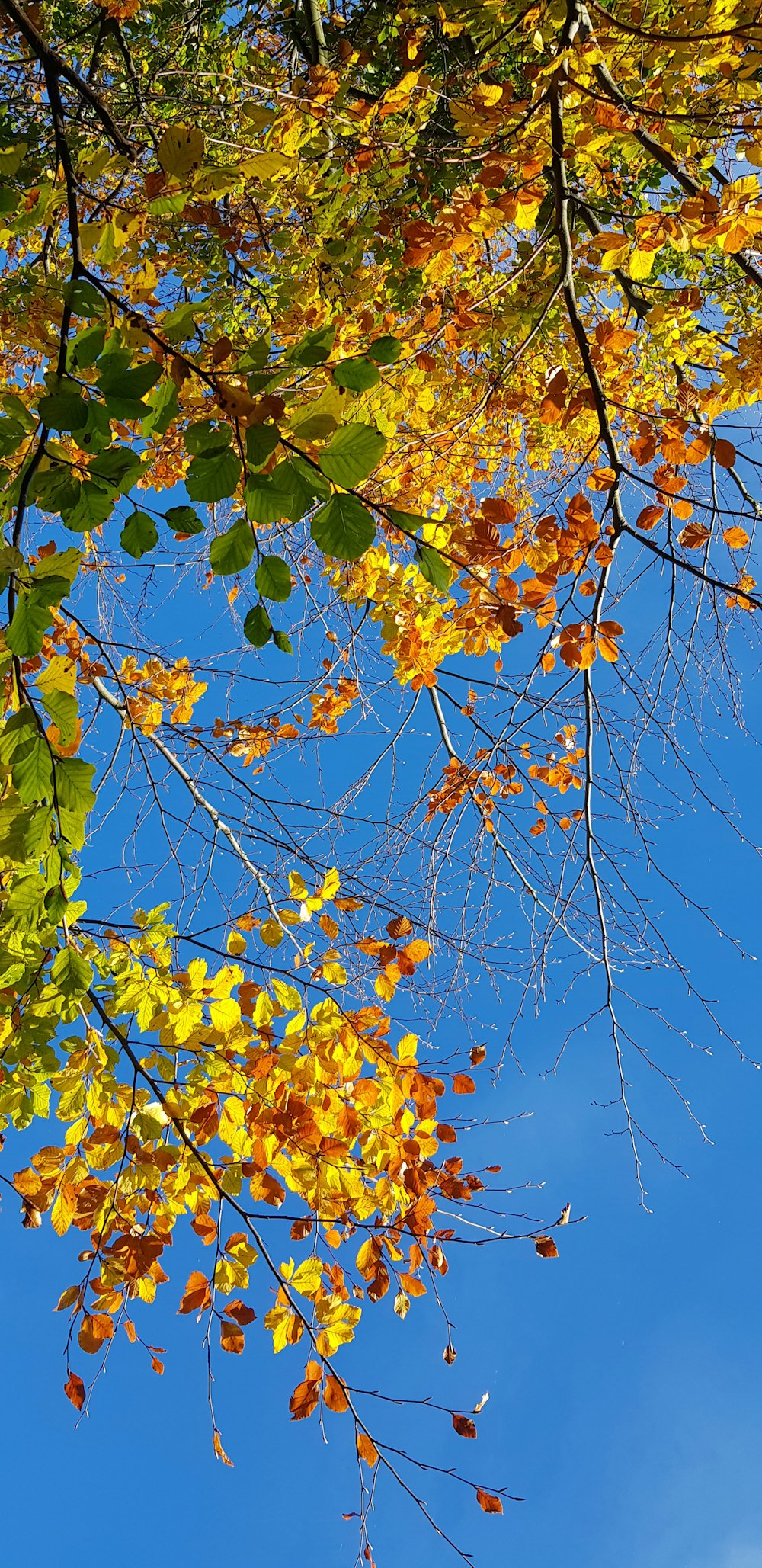 a tree with yellow leaves and a blue sky in the background