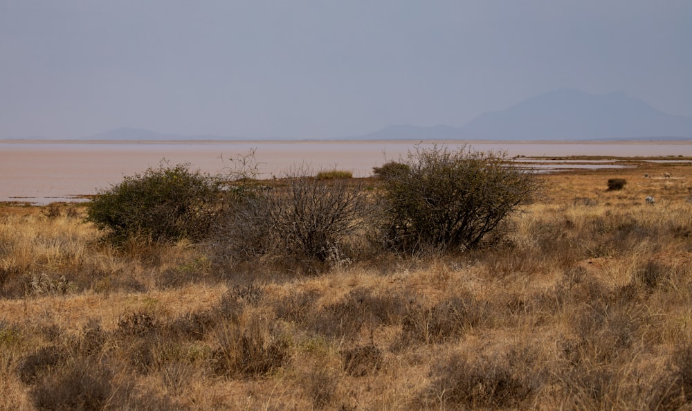 a lone giraffe standing in a dry grass field