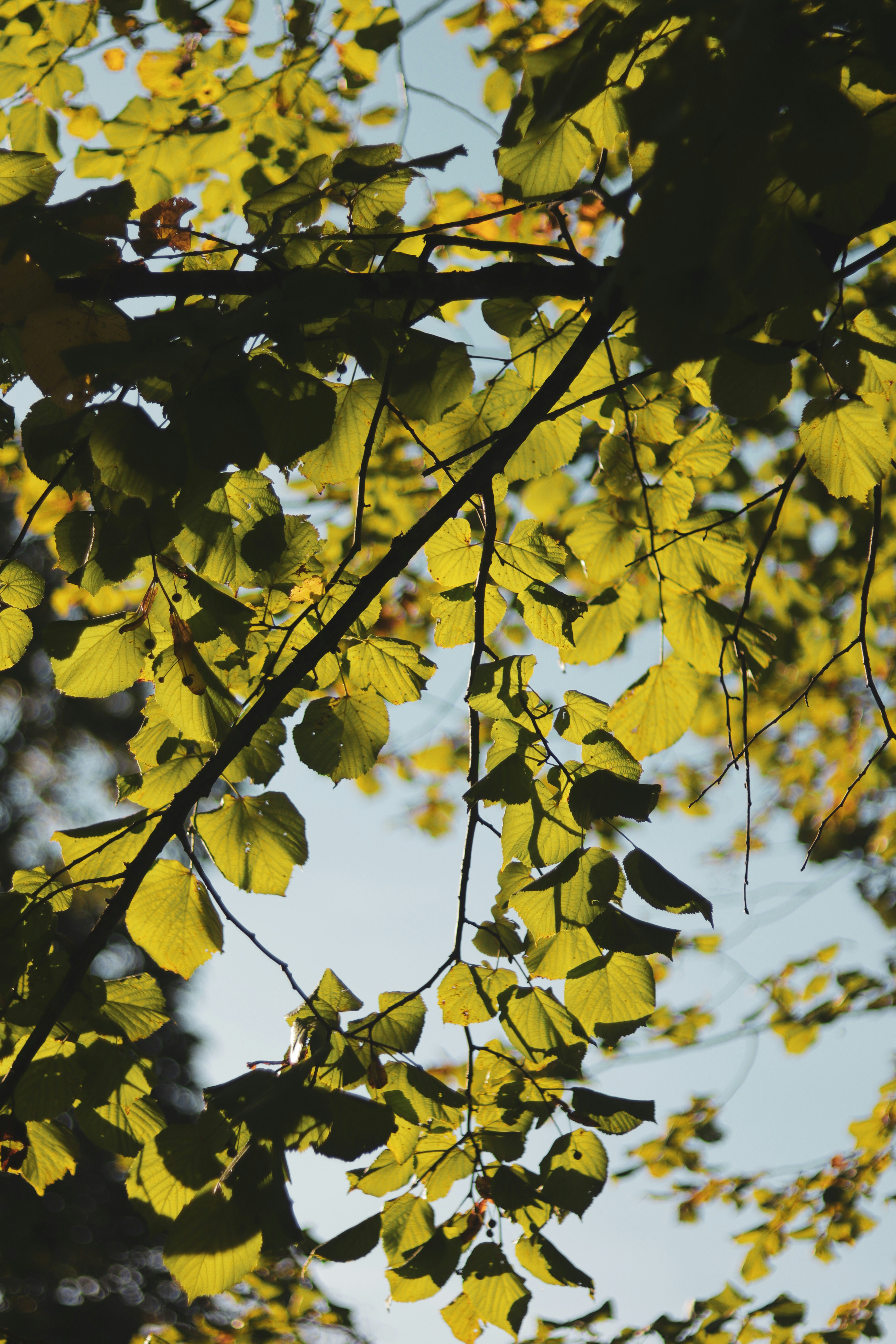 Photo by santosh_ghimire2021