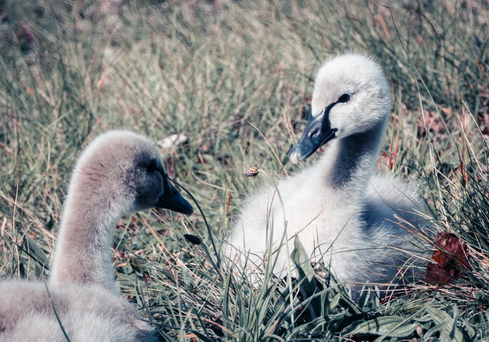 a couple of birds that are standing in the grass