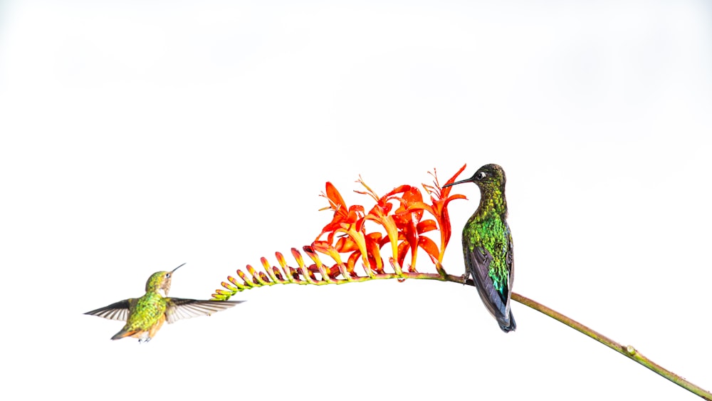 a couple of birds sitting on top of a flower