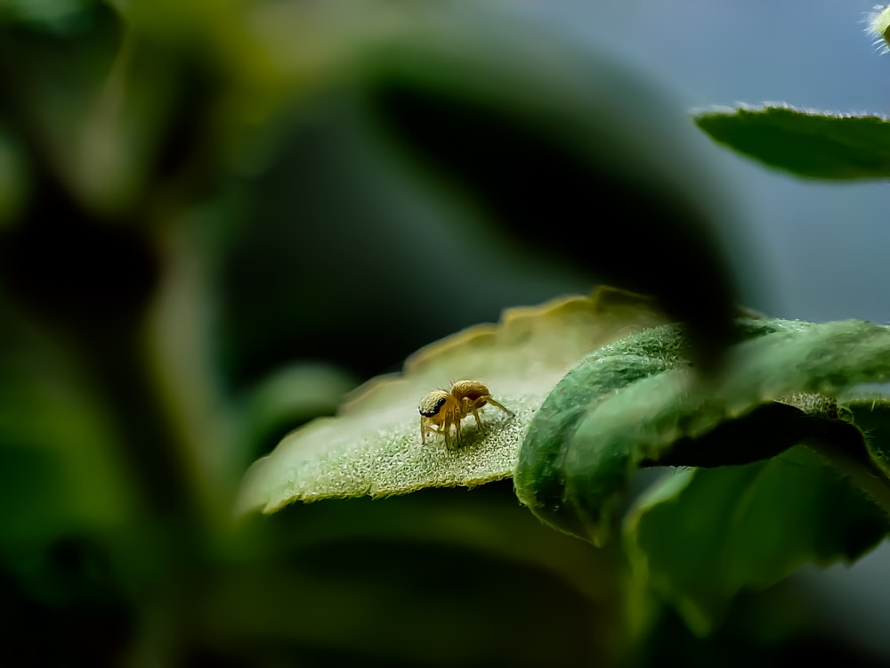 a close up of a small insect on a leaf
