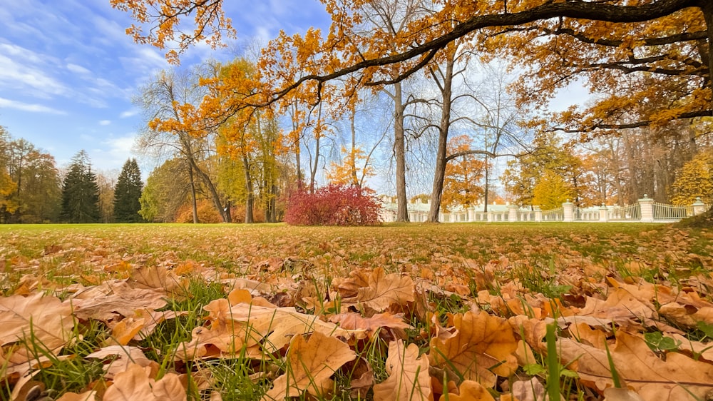 a field with leaves on the ground and trees in the background