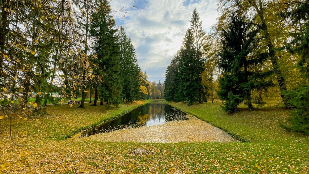 a pond surrounded by trees in a park