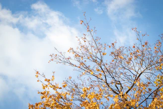 A scenic view of a tree with golden leaves in autumn, symbolizing the passage of time and legacy.