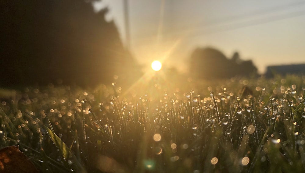 the sun shines brightly through the grass