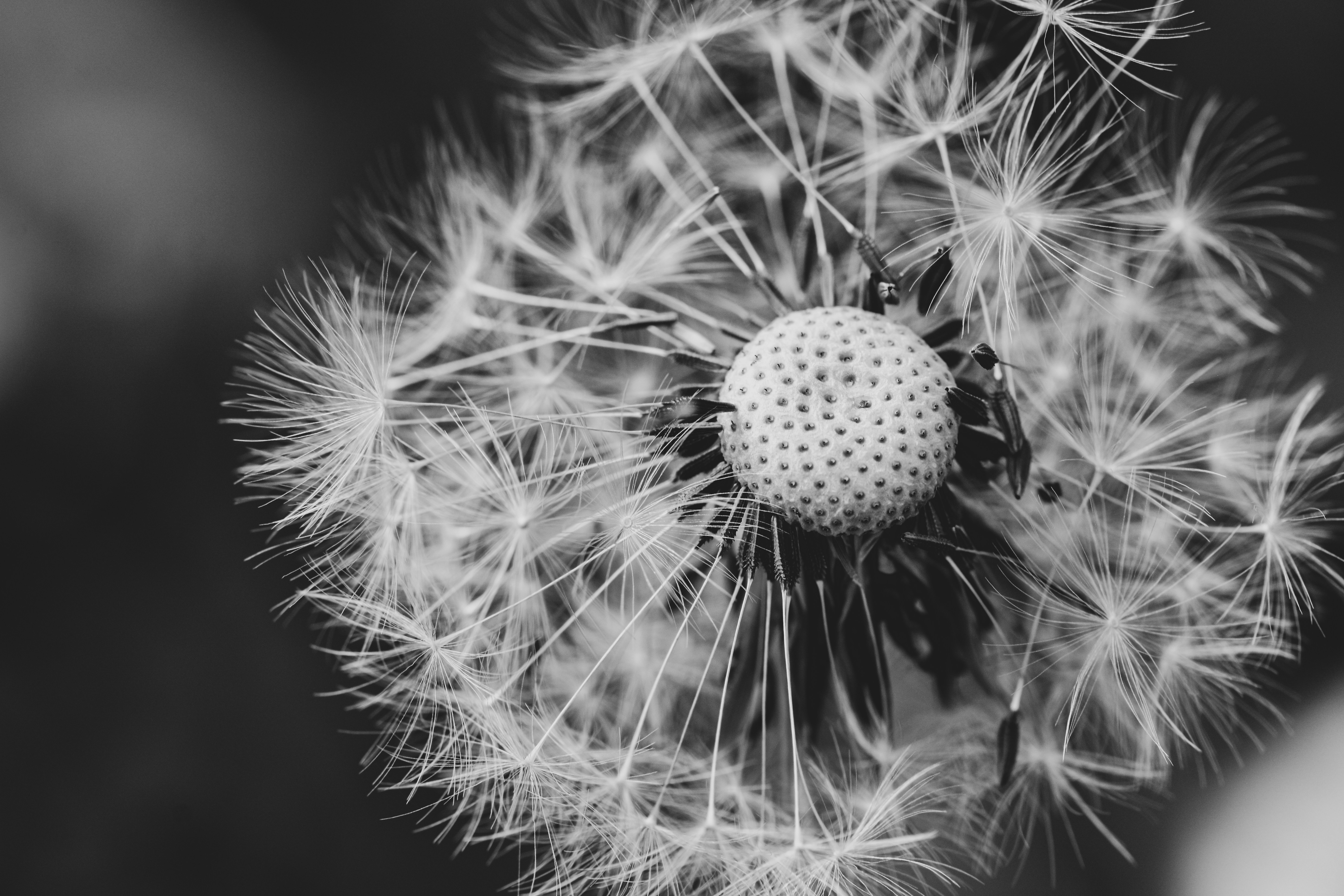 a black and white photo of a dandelion