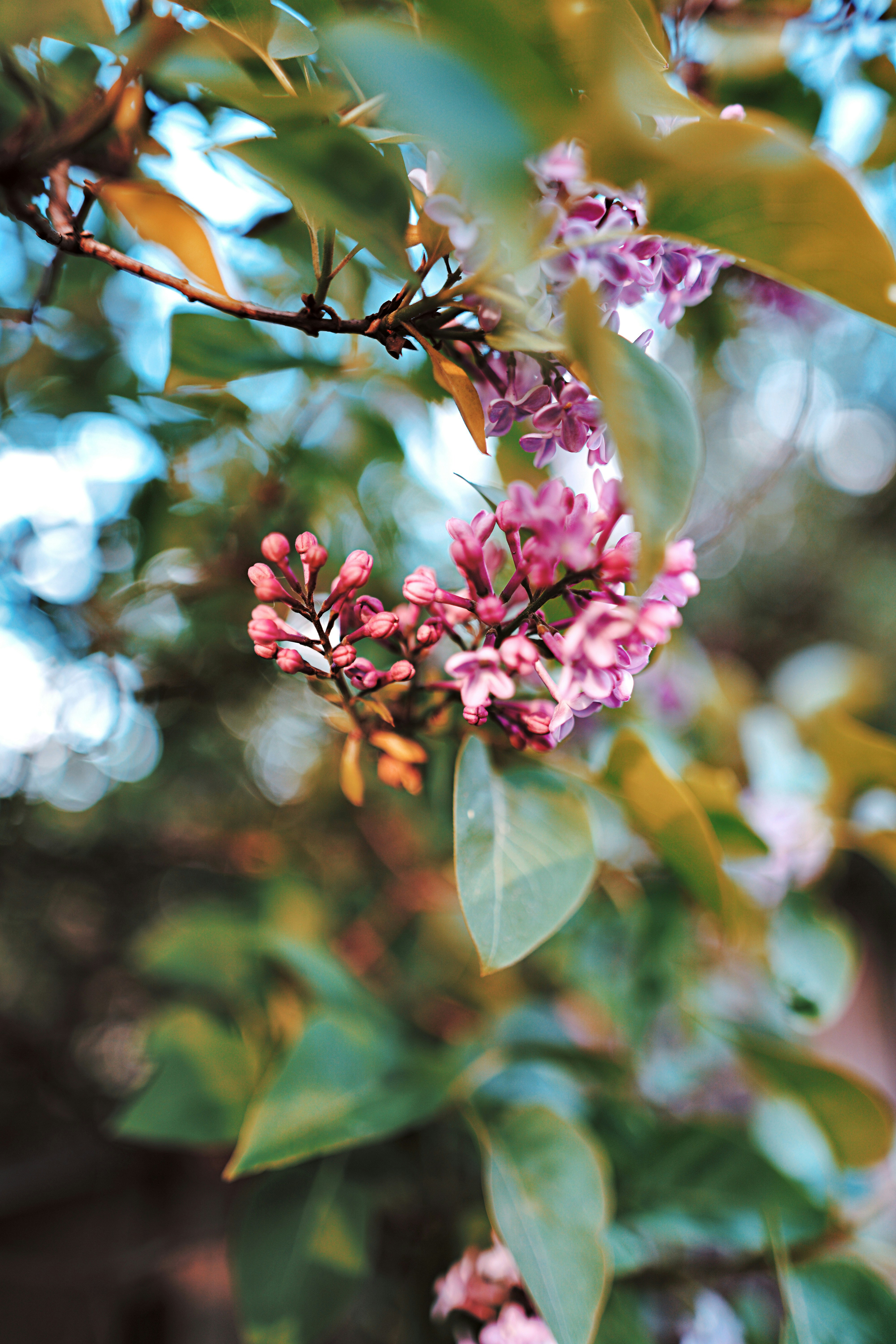 Photo by leavesandroots_