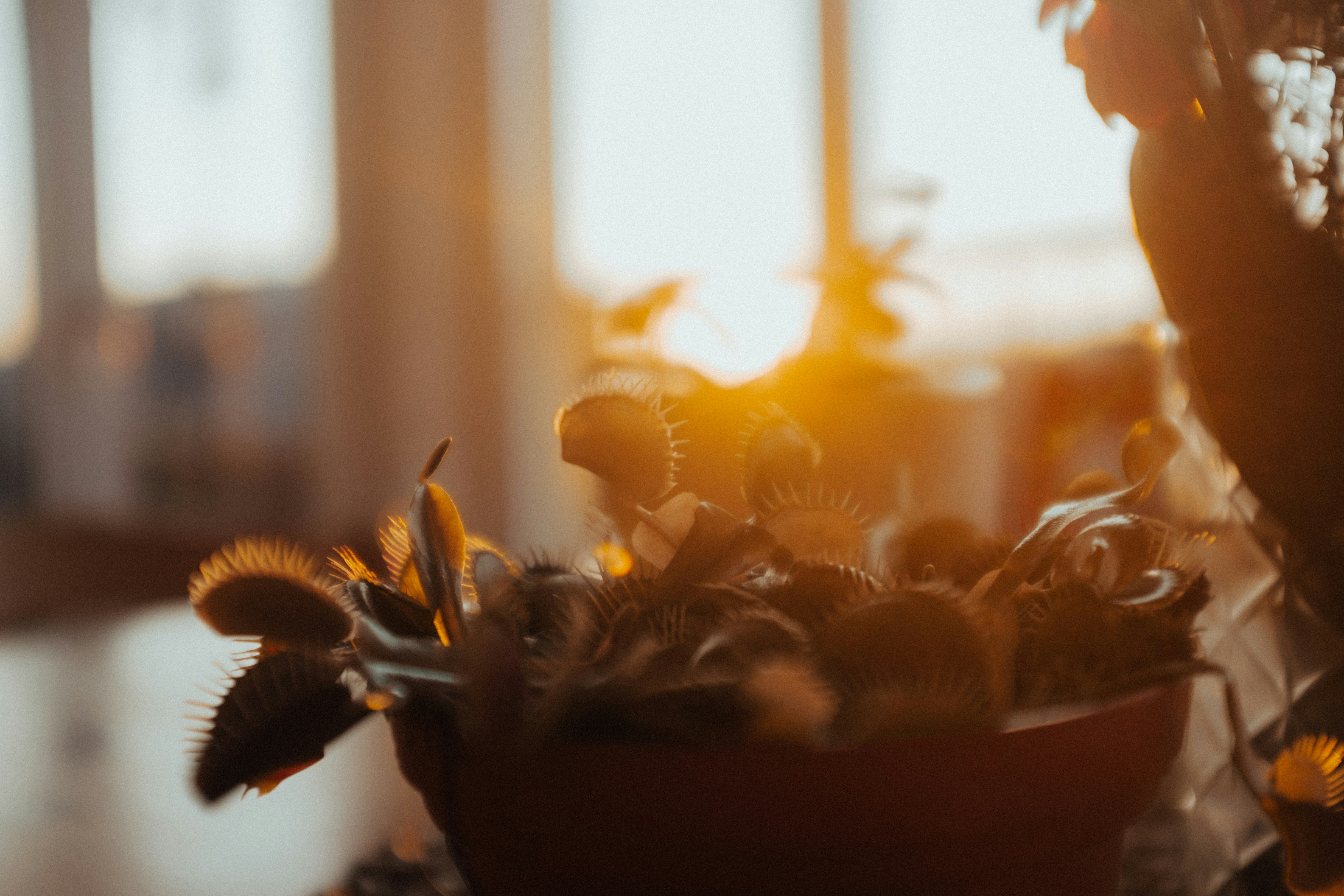 テーブルの上の鉢植えのクローズアップ