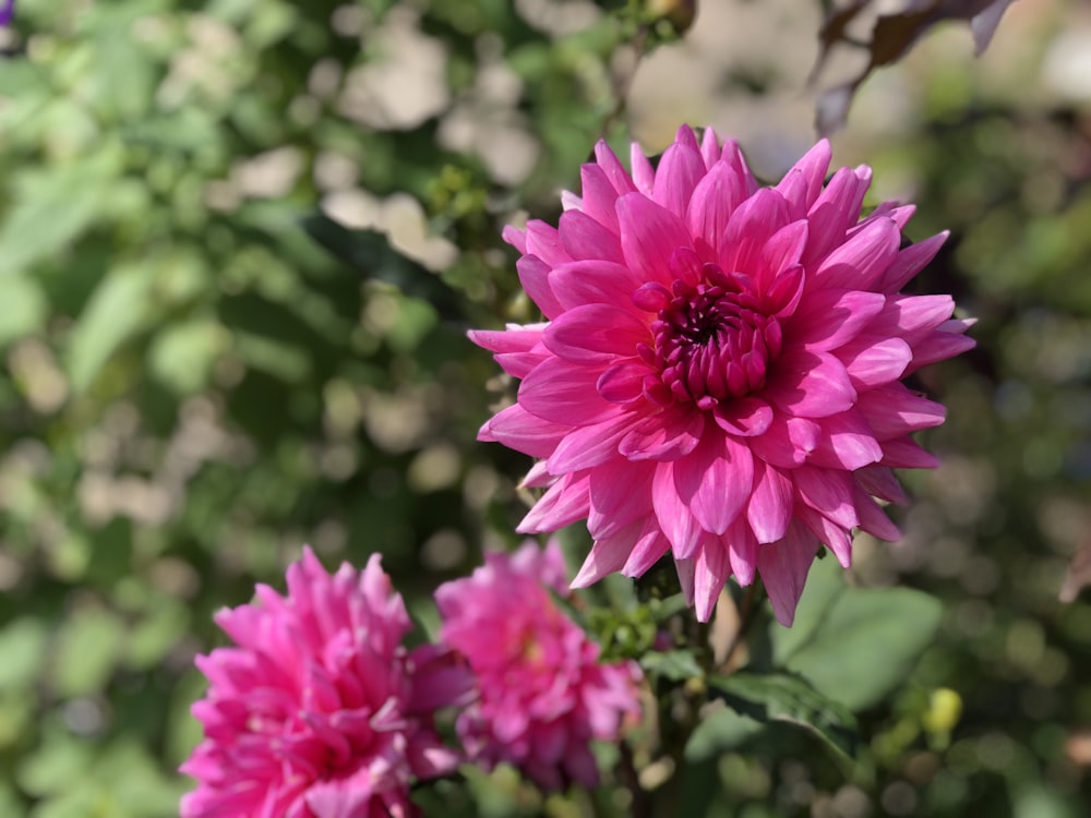 a close up of a pink flower in a garden