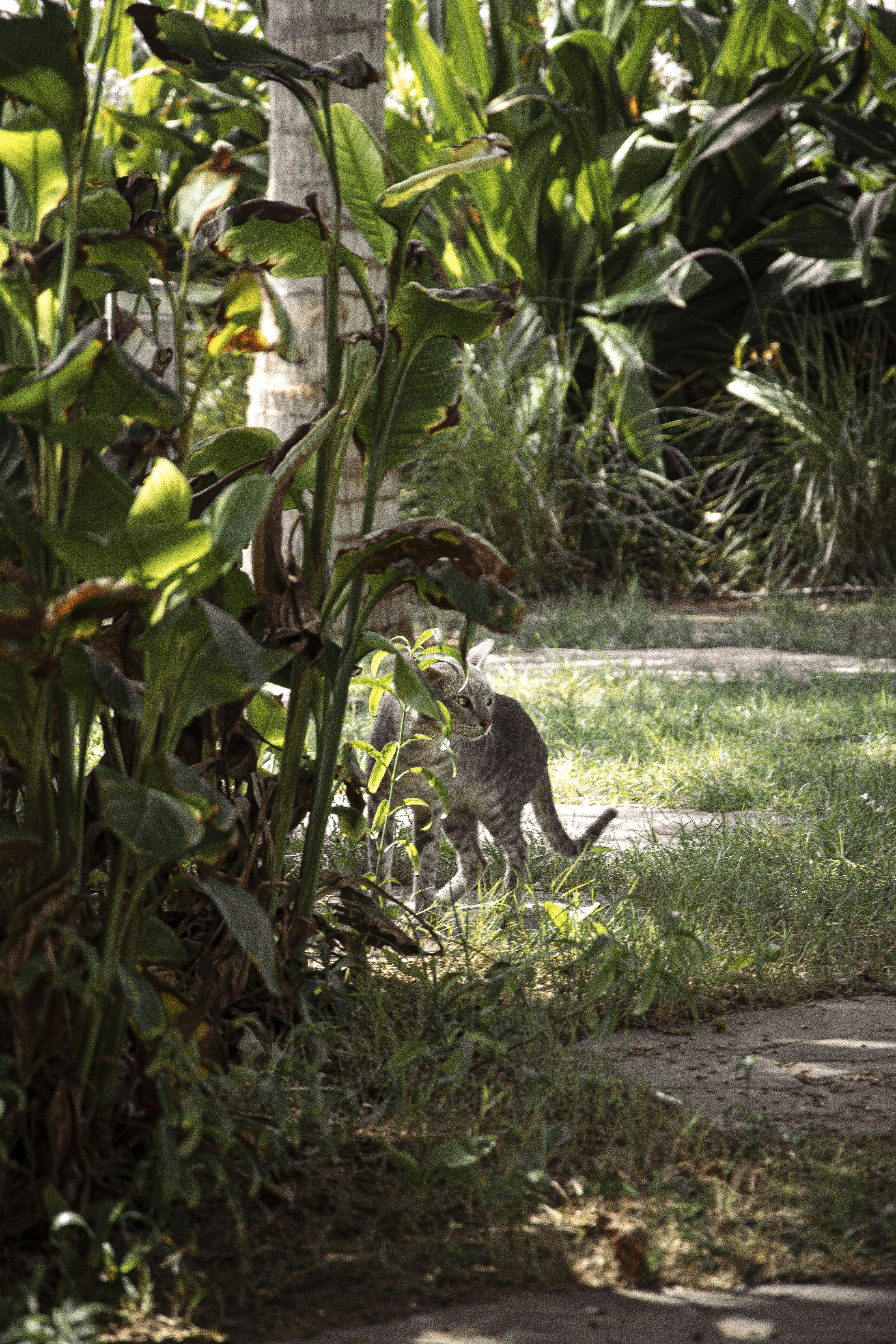a cat walking through a lush green field