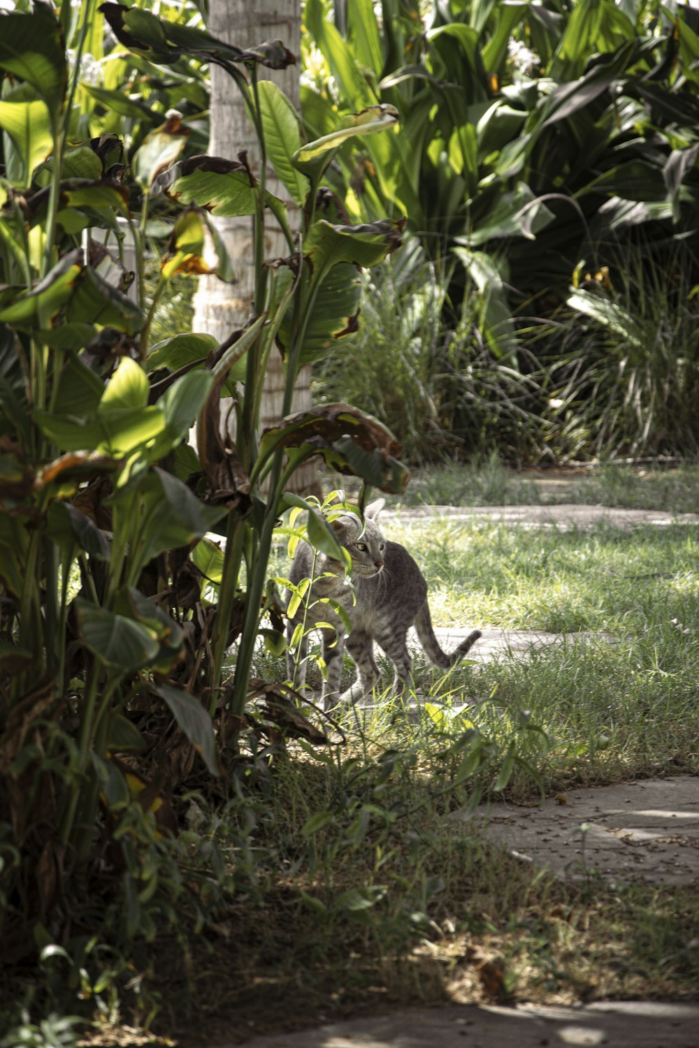 a cat walking through a lush green field