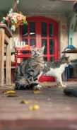 Two cats are sitting on a wooden deck surrounded by fallen leaves. A floral arrangement hangs above them, and a bright red door is visible in the background. The setting has a rustic and cozy atmosphere.