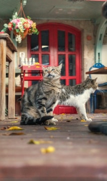 Two cats are sitting on a wooden deck surrounded by fallen leaves. A floral arrangement hangs above them, and a bright red door is visible in the background. The setting has a rustic and cozy atmosphere.