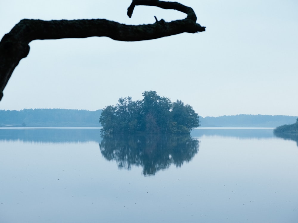 a large body of water with a tree branch in the foreground