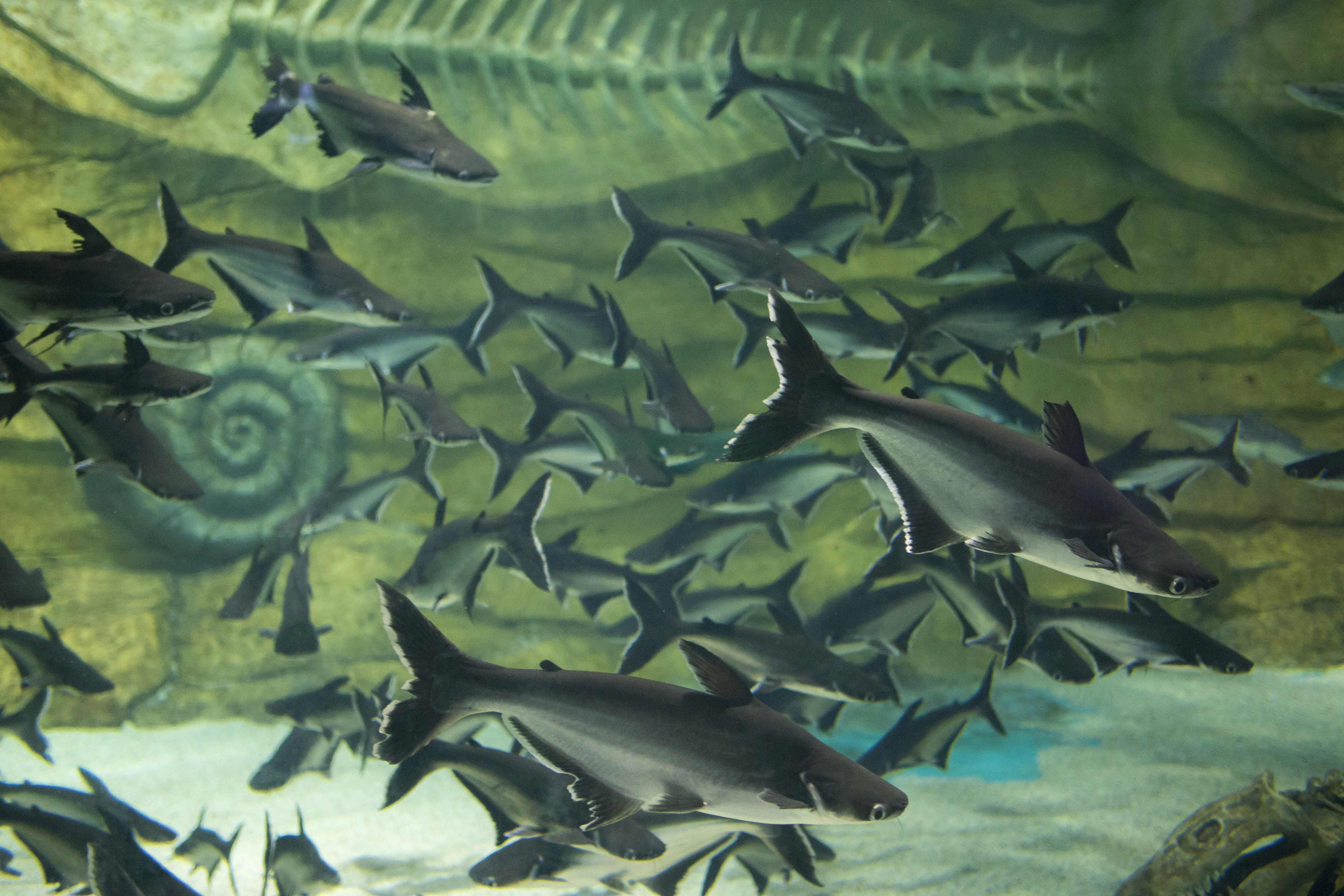 a large group of fish swimming in an aquarium